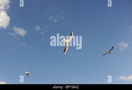 Möwe Silhouette gegen den Himmel auf der Küste von North Norfolk UK Stockfoto