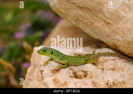 ocellated Eidechse, ocellated grüne Eidechse, blauäugige Eidechse, jeweled Eidechse (Lacerta Lepida), junge ocellated grüne Eidechse auf einem Felsen Stockfoto