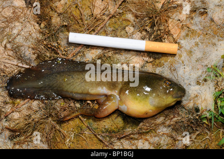 Vergleich mit einer Zigarette, Griechenland, Creta, Kaulquappe, Bullfrog, amerikanischer Ochsenfrosch (Lithobates Catesbeianus, Rana Catesbeiana) Stockfoto