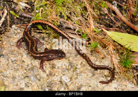 Golden-gestreiften Salamander, Gold-gestreiften Salamander (Chioglossa Lusitanica), Draufsicht, Portugal, Nationalpark Peneda Geres Stockfoto