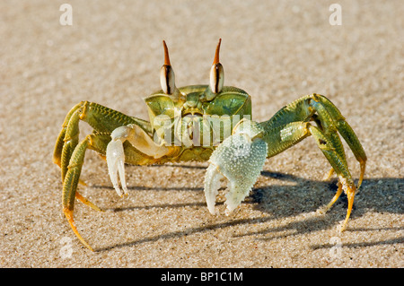 zweihändige gehörnten Geist grün crab Madagaskar Nosy Kely Strand Läufer laufen laufen Meer Ufer Sand Ocypode Wildlife wild Madagaskar lan Stockfoto