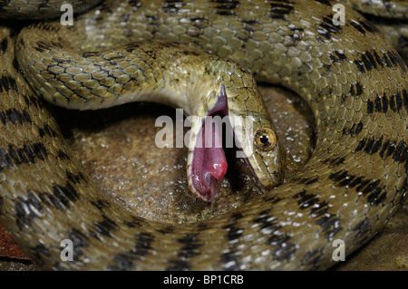 Würfel-Schlange (Natrix Tessellata), Vorgetäuschter Tod, Griechenland, Creta, Griechenland Stockfoto