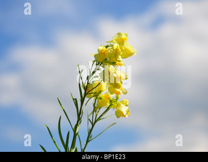 Gemeinsamen Leinkraut (Linaria Vulgaris) Stockfoto