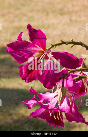 Nahaufnahme der Orchidee Blüten Stockfoto