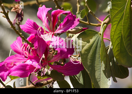 Nahaufnahme der Orchidee Blüten Stockfoto