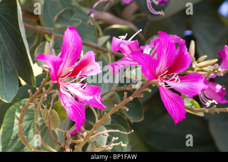 Nahaufnahme der Orchidee Blüten Stockfoto