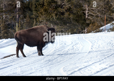 Bison Kreuzung Straße, Yellowstone-Nationalpark, Wyoming, USA Stockfoto