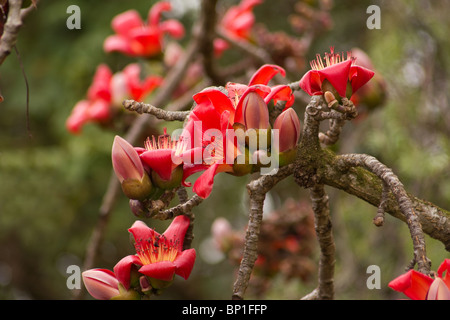 Kapok-Baum in voller Blüte Stockfoto