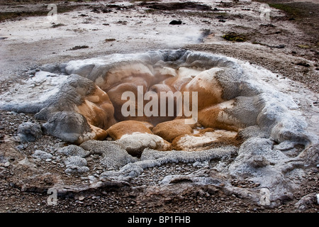 Geysir, Keks-Becken, Yellowstone-Nationalpark, Wyoming, USA Stockfoto