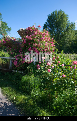 Kletterrose an Baum in Feldweg Stockfoto