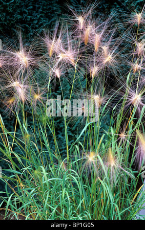 Hordeum Jubatum Rasen Gräser Garten Pflanzen Stockfoto