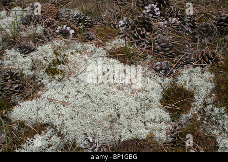 Rentier Flechten Cladonia Portentosa wächst unter Pinien Bäumen On The Sefton Coast, Merseyside, UK Stockfoto