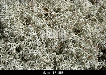 Rentier Flechten Cladonia Portentosa im Detail genommen On The Sefton Coast, Merseyside, UK Stockfoto