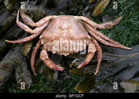 Gemeinsamen Shore Crab Carcinus Maenas Taken in New Brighton, The Wirral, Merseyside, Großbritannien Stockfoto