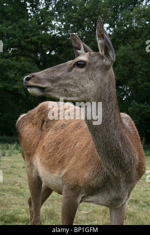 Weibliche Rothirsch Cervus Elaphus genommen an Tatton Park, Cheshire, UK Stockfoto