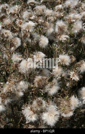 Distel Samenköpfe genommen bei Freshfields Dune Heath, Merseyside, UK Stockfoto