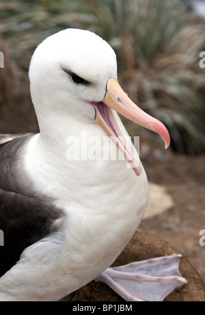 Adult Black-browed Albatross (Thalassarche Melanophrys) - Falkland-Inseln Stockfoto