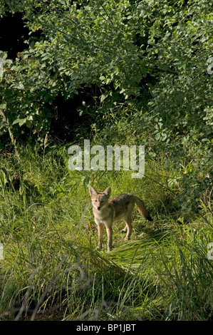 Jungen Kojoten (Canis Latrans) Augen Fotograf in der Nähe seiner Heimat Kanal, Aurora Colorado uns entlang. Stockfoto