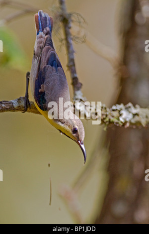 Eine weibliche lila Sunbird (Nectarinia Asiatica) thront auf einem Zweig. Stockfoto