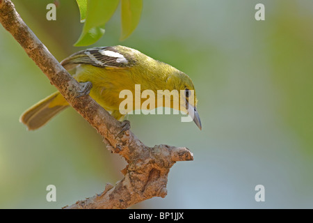 Eine weibliche gemeinsame Iora (Aegithina Tiphia). Stockfoto