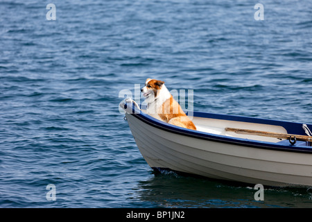 Hund an der Vorderseite ein kleines Boot Stockfoto