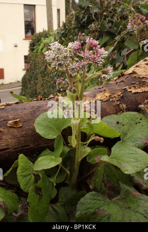 Winter-Heliotrop (Petasites Fragrans: Asteraceae) eingebürgert in einem Kirchhof, UK. Stockfoto