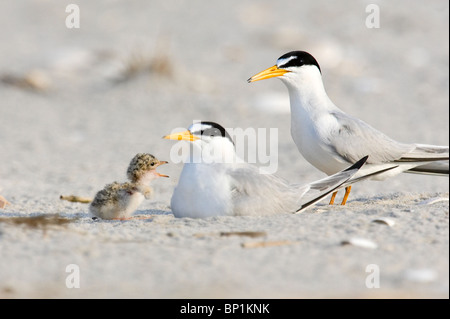 Wenigsten Tern Küken um Essen betteln Stockfoto