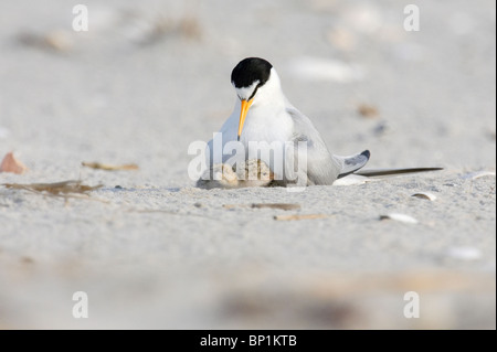 Erwachsene mindestens Seeschwalbe brütet zwei Küken Stockfoto