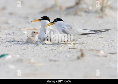 Erwachsene mindestens Tern Fütterung der Fische, Küken Stockfoto