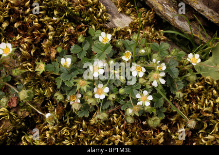Karge Erdbeere (Potentilla Sterilis: Rosengewächse), UK. Stockfoto