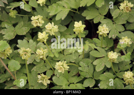 Moschuskraut (Adoxa Moschatellina: Adoxaceae), UK. Stockfoto