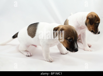 Jack Russel Terrier Welpen auf weißem Hintergrund Stockfoto