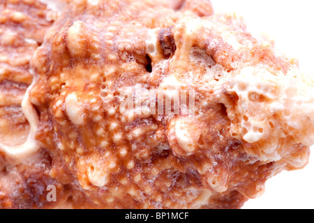 Muscheln, die isoliert auf weißem Hintergrund Stockfoto