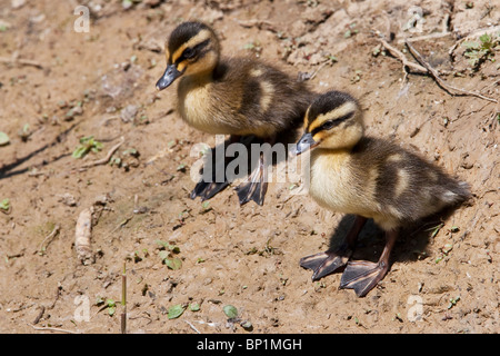 Zwei Entenküken Stockenten (Anas Platyrhynchos) nähern sich vorsichtig das Wasser, West Sussex. Jack Mond Fotografie Stockfoto