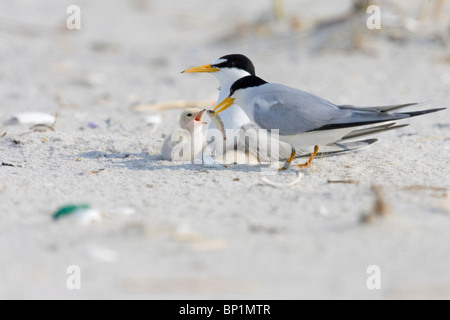 Erwachsene mindestens Tern Fütterung der Fische, Küken Stockfoto