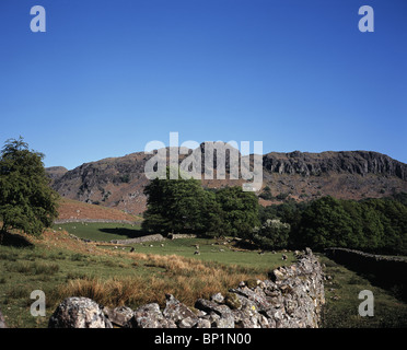 Eichen Blatt unter Gate Crag und Trockenmauern Kennzeichnung aufgegeben Gleisbett Ravenglass und Eskdale Railway Eskdale Feder Cumbria England Stockfoto