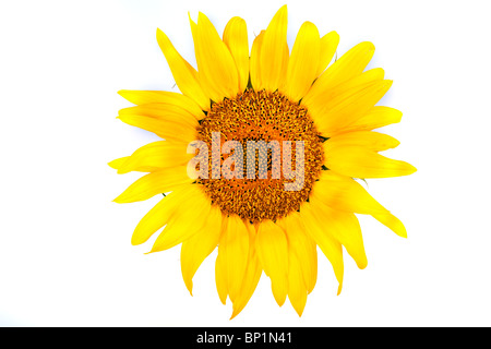 Die wunderschöne Sonnenblume auf einem weißen Hintergrund isoliert Stockfoto