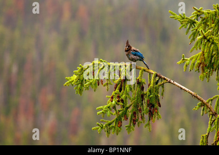 kanadische Blue Jay am Kiefer Baum Ast in Kanada Stockfoto