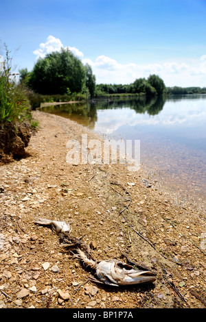 Ein gestrandeter Hecht am Ufer eines Sees mit einem niedrigen Wasserstand UK Stockfoto