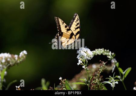 Ein Tiger Schwalbenschwanz Schmetterling Papilio Glaucus, Fütterung auf eine weiße Blume, New Jersey, USA, Nordamerika Stockfoto