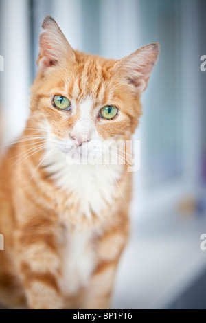 Ingwer Tabby Katze mit grünen Augen. Gesicht-am mit Klarheit im Gesicht und engen Schärfentiefe erschossen. Glatten blauen Hintergrund Bokeh. Stockfoto