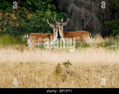 Damwild auf Sidney Insel in Gulf Islands National Park, Britisch-Kolumbien, Kanada Stockfoto