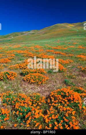 Kalifornien Mohn (Eschscholzia Californica) in den Tehachapi Mountains, Angeles National Forest, Kalifornien Stockfoto