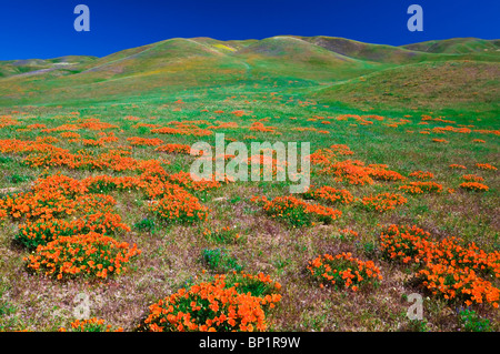 Kalifornien Mohn (Eschscholzia Californica) in den Tehachapi Mountains, Angeles National Forest, Kalifornien Stockfoto