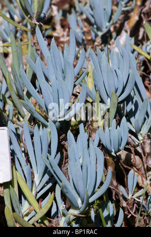 Nahaufnahme von Senecio Mandraliscae (blaue Pflückanlage) in einem Garten Stockfoto