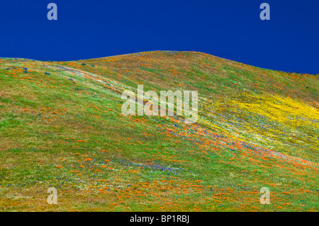 Wildblumen in den Tehachapi-Bergen, Angeles National Forest, Kalifornien Stockfoto