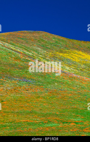 Wildblumen in den Tehachapi-Bergen, Angeles National Forest, Kalifornien Stockfoto