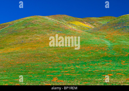 Wildblumen in den Tehachapi-Bergen, Angeles National Forest, Kalifornien Stockfoto