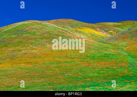 Wildblumen in den Tehachapi-Bergen, Angeles National Forest, Kalifornien Stockfoto