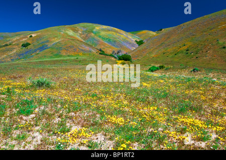 Wildblumen in den Tehachapi-Bergen, Angeles National Forest, Kalifornien Stockfoto